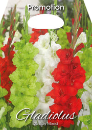Gladioli Italy Mixed (CONFEZIONE DA 25 BULBI)