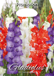 Gladioli France Mixed (CONFEZIONE DA 25 BULBI)