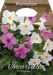 Incarvillea Mixed (CONFEZIONE DA 5 BULBI)