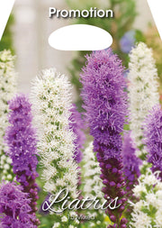Liatride Liatris Mixed (CONFEZIONE DA 15 BULBI)