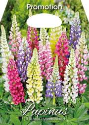 Lupin Lupinus Russell Hybrides Mixtes (PAQUET DE 10 BULBES)