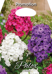 Phlox Mixed (CONFEZIONE DA 3 BULBI)