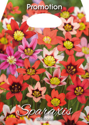 Sparaxis Tricolor (CONFEZIONE DA 50 BULBI)
