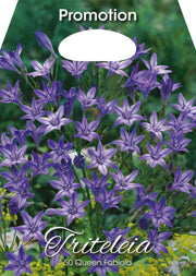 Triteleia Queen Fabiola (CONFEZIONE DA 50 BULBI)