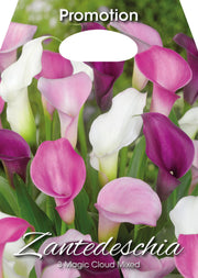 Zantedeschia Magic Cloud Mixed (CONFEZIONE DA 3 BULBI)