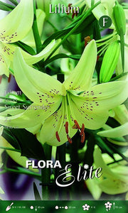 Lilium Giglio Sweet Surrender (CONFEZIONE DA 2 BULBI)