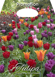 Mix Bulbi di Tulipano Evening Glow 20 Bulbi - immagine 1