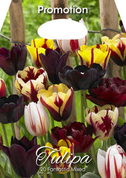Mix Bulbi di Tulipano Fantasia 20 Bulbi - immagine 1