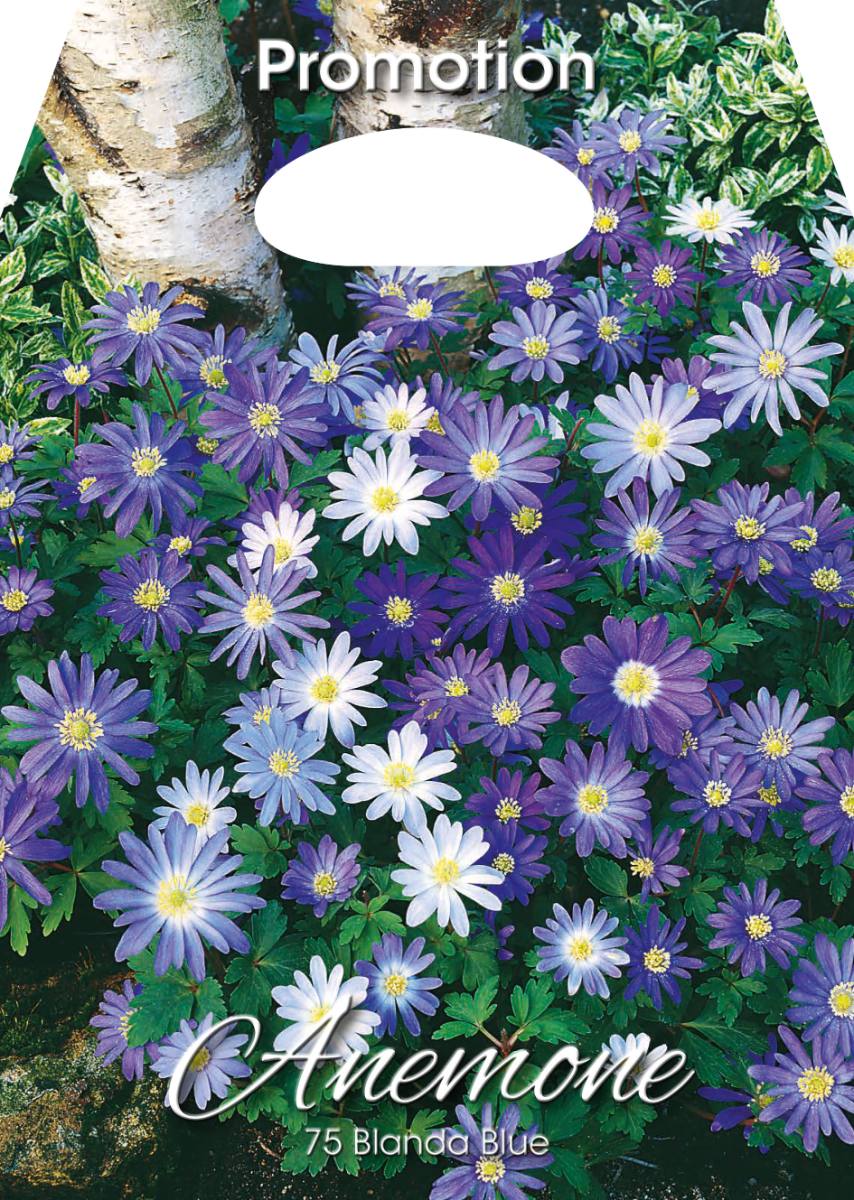 Bulbi di Anemone Blanda Blue 75 Bulbi - immagine 1