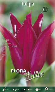 Bulbi di Tulipano Fiore di Giglio Purple Heart 7 Bulbi - immagine 1