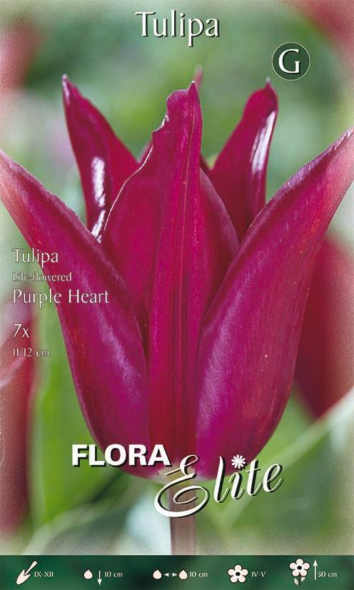Bulbi di Tulipano Fiore di Giglio Purple Heart 7 Bulbi - immagine 1