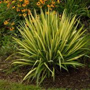 YUCCA FILAMENTOSA COLOR GUARD VASO 20CM