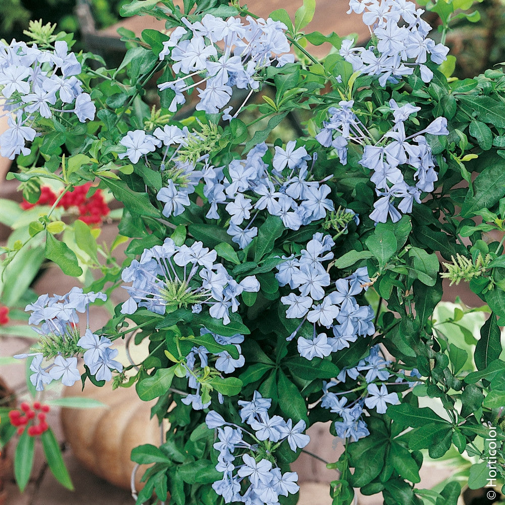 PLUMBAGO AURICOLATA VASO 19CM