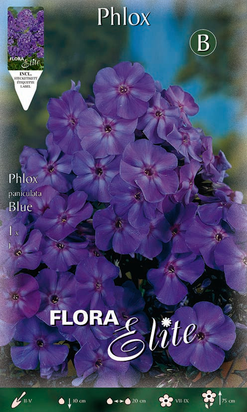 PHLOX BLUE (CONFEZIONE DA 1 BULBO)