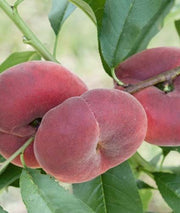 PESCO NOCE PIATTA NETTARINA (1 PIANTA)