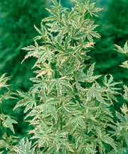 ACERO PALMATUM BUTTERFLY IN VASO 15CM