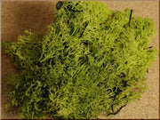 MUSCHIO LICHENE VERDE BUSTA DA 30GR