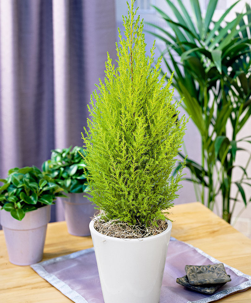 CUPRESSUS GOLDEN CREST CIPRESSO WILMA VASO 10.5CM
