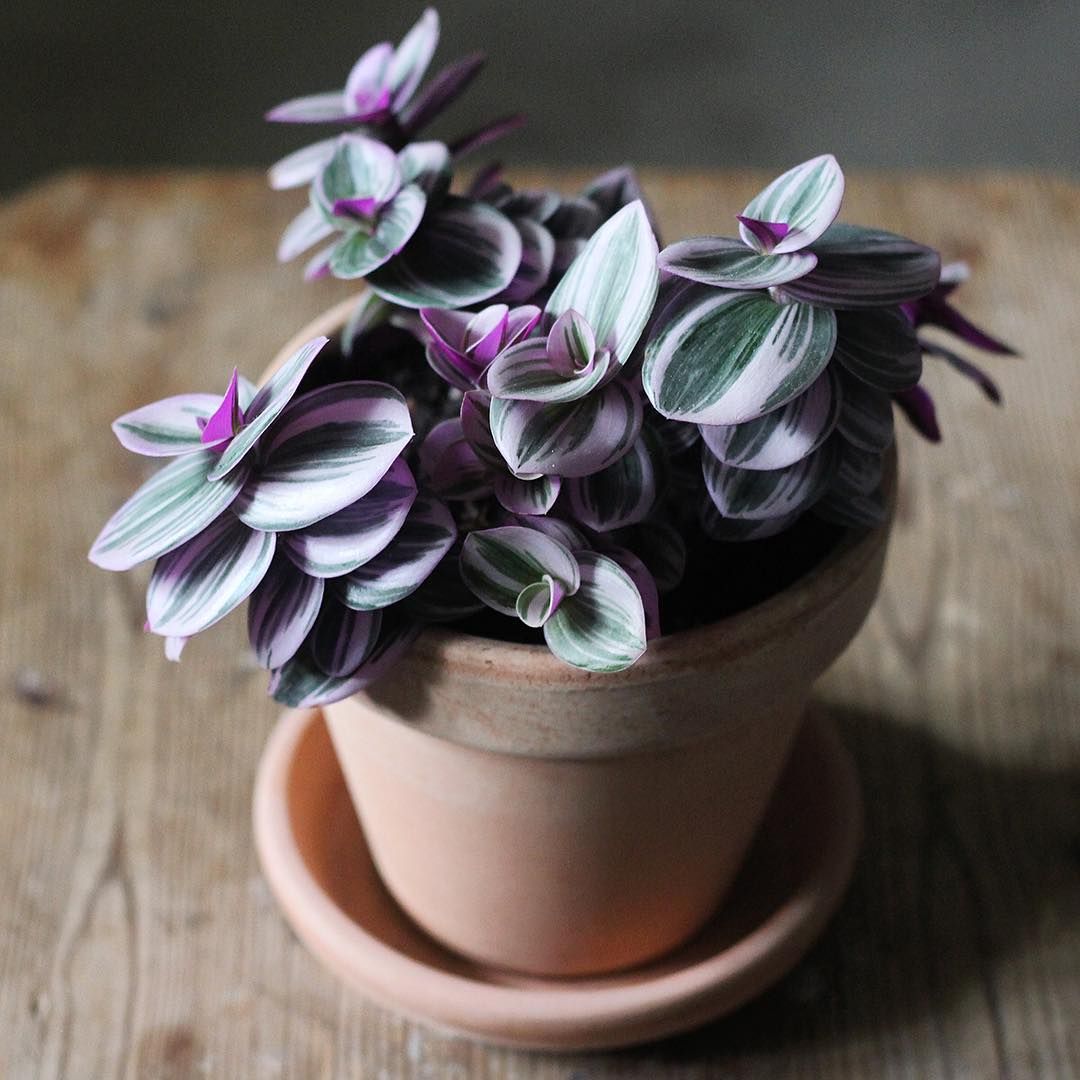 TRADESCANTIA NANOUK VASO 12CM