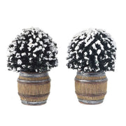 CESPUGLIO DI BUXUS IN BOTTE - BUXUS BUSH IN BARREL