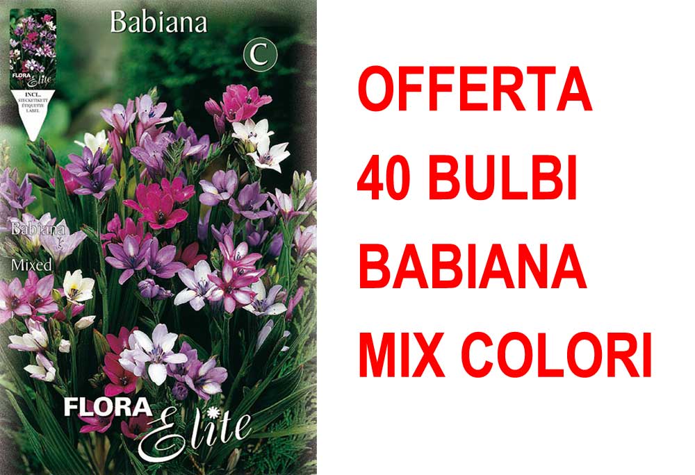 OFFERTA 40 BULBI BABIANA IN MIX DI COLORI