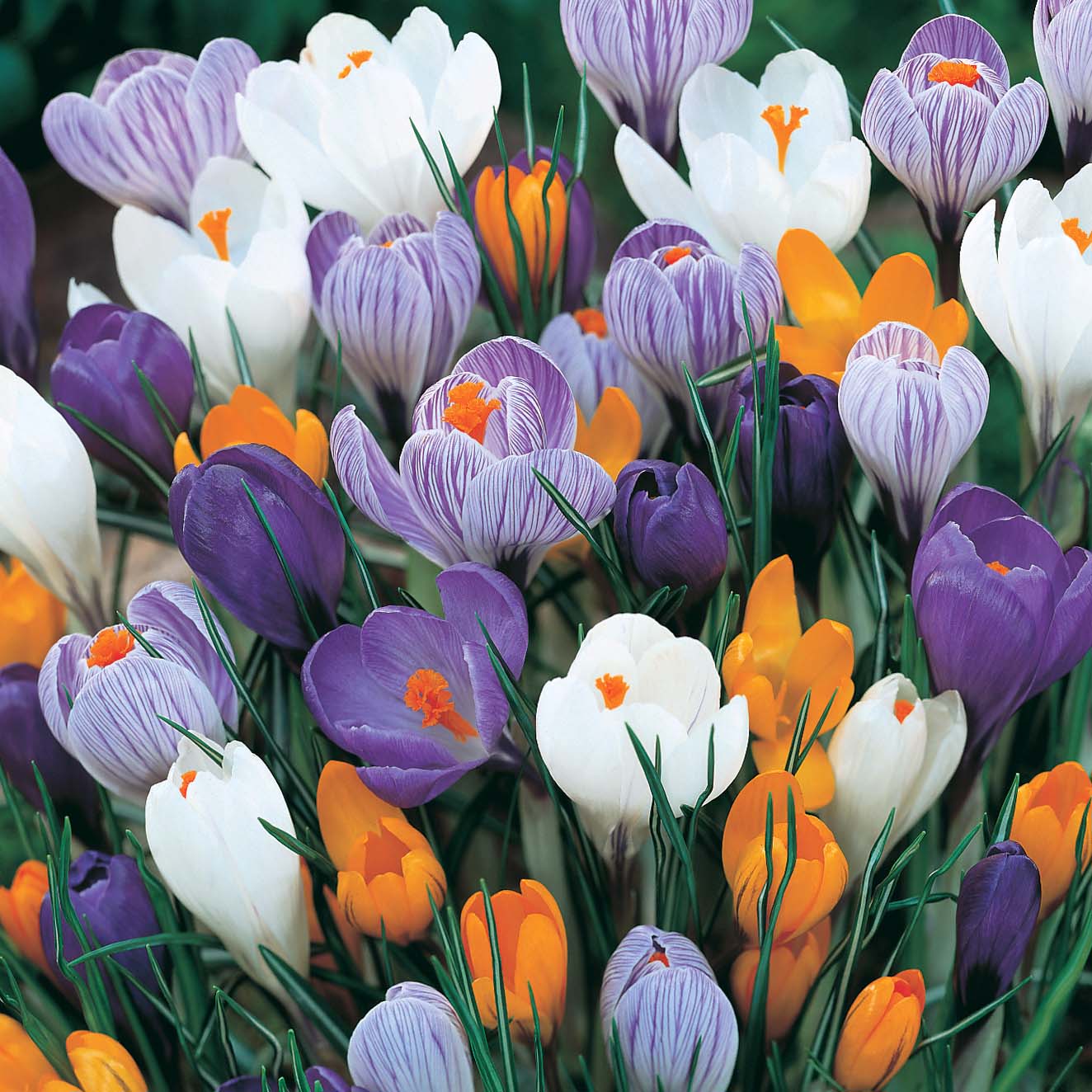 CROCUS LARGEFLOWERING MIX (CONFEZIONE 50 BULBI)