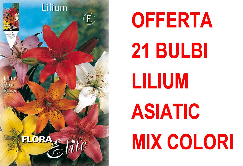 OFFERTA 21 BULBI LILIUM ASIATIC MIX
