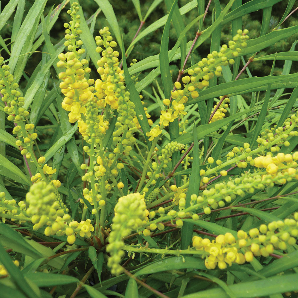 MAHONIA JAPONICA SOFT CARESS VASO 18CM