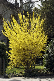 FORSYTHIA FORSIZIA INTERMEDIA GOLDRAUSCH IN VASO 18CM