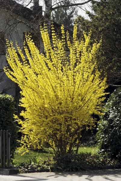 FORSYTHIA FORSIZIA INTERMEDIA GOLDRAUSCH IN VASO 19CM