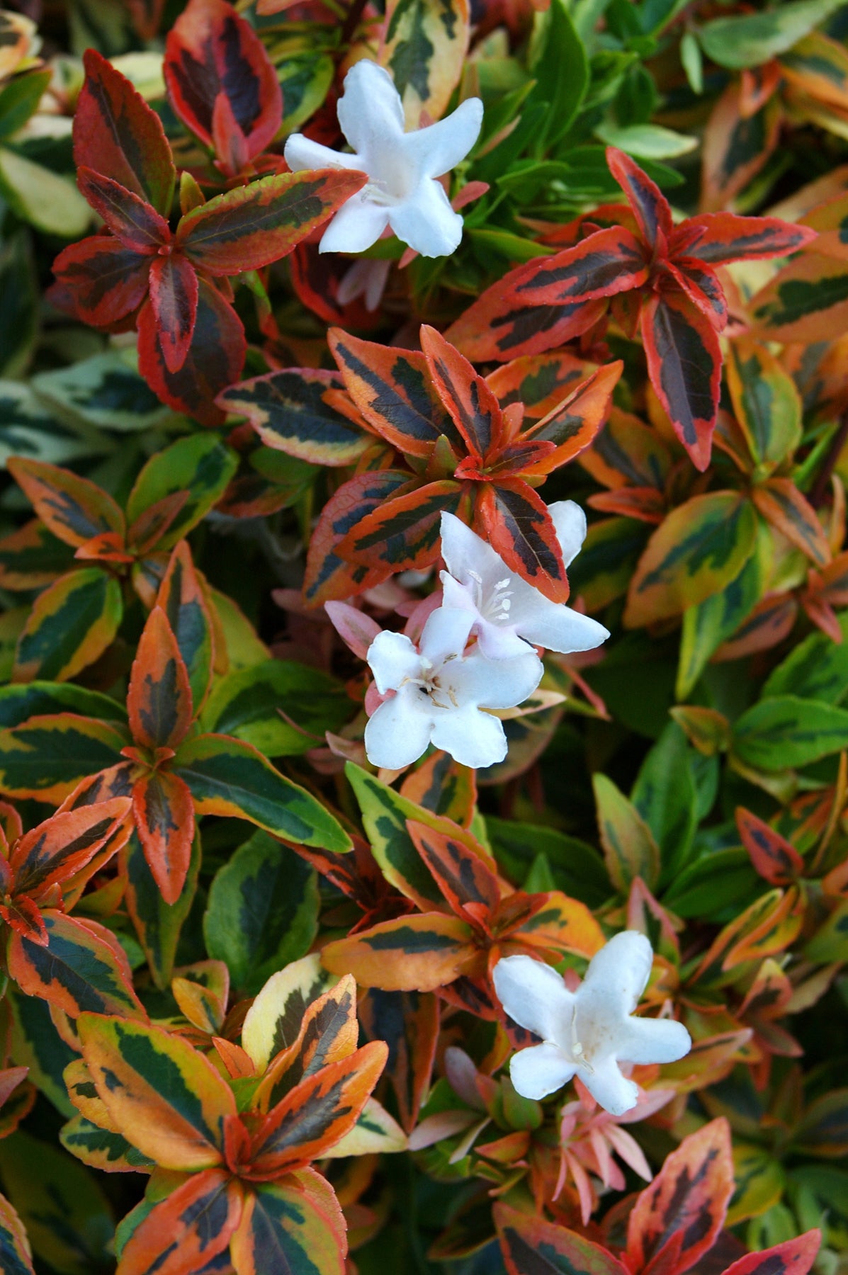 ABELIA GRANDIFLORA  KALEIDOSCOPE VASO 17CM