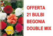 OFFERTA 21 BULBI DI BEGONIA DOUBLE MIX