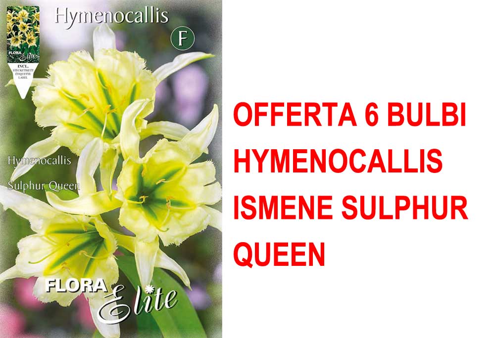 OFFERTA 6 BULBI HYMENOCALLIS ISMENE SULPHUR QUEEN