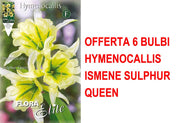 OFFERTA 6 BULBI HYMENOCALLIS ISMENE SULPHUR QUEEN