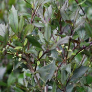 OSMANTHUS .PURPUREUS IN VASO 17CM