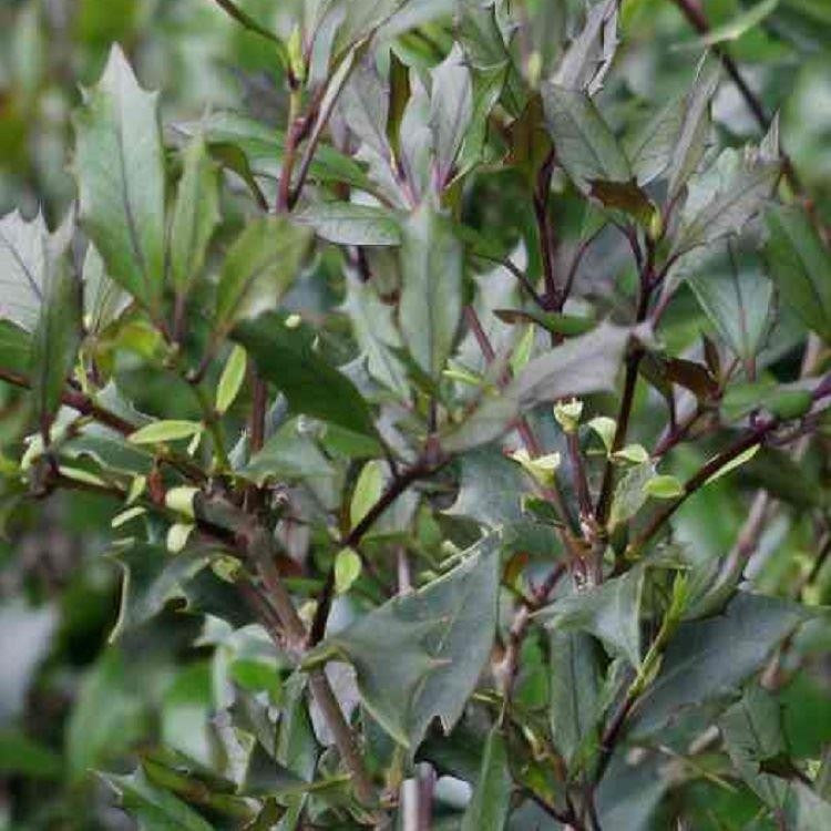 OSMANTHUS .PURPUREUS IN VASO 17CM