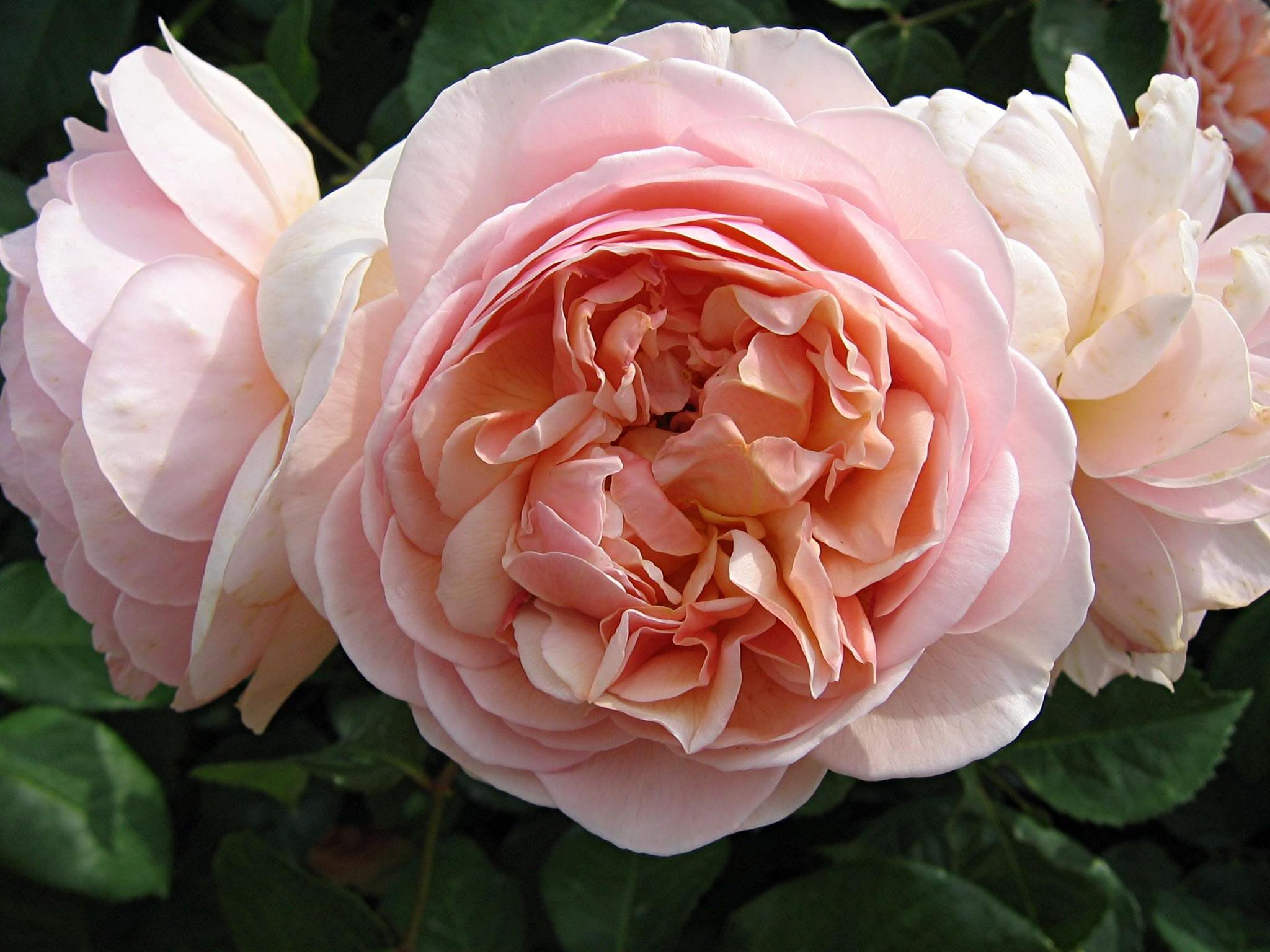 ROSA ANDRE LE NOTRE MEILINDAY RAMPICANTE PROFUMATA IN VASO 19CM