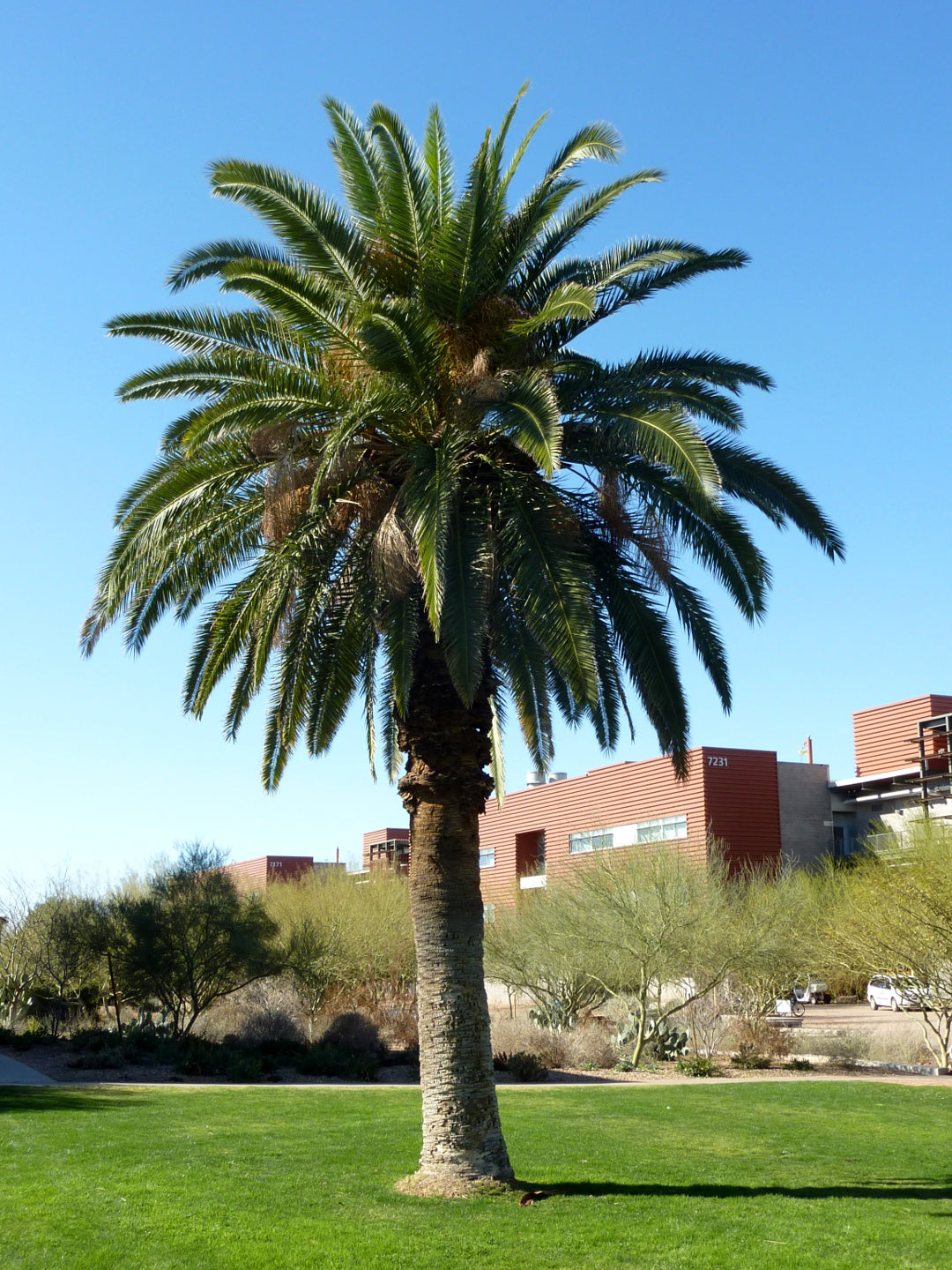 PALMA DELLE CANARIE PHOENIX CANARIENSIS IN VASO 24CM