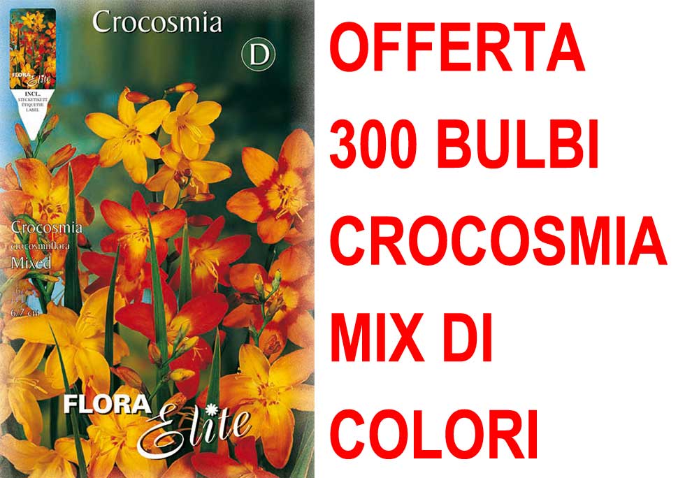 OFFERTA 300 BULBI CROCOSMIA CROCOSMIIFLORA MIX DI COLORI