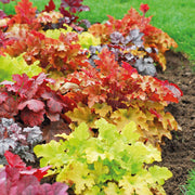 HEUCHERA VARIETA' ASSORTITA IN VASO 12CM