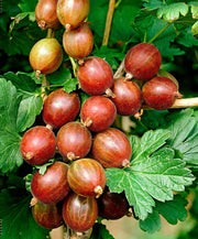 UVA SPINA ROSSA CAPTIVATOR (1 PIANTA)