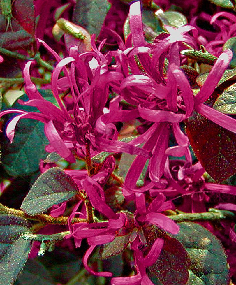 LOROPETALUM CHINENSE  BLACK PEARL VASO 24CM