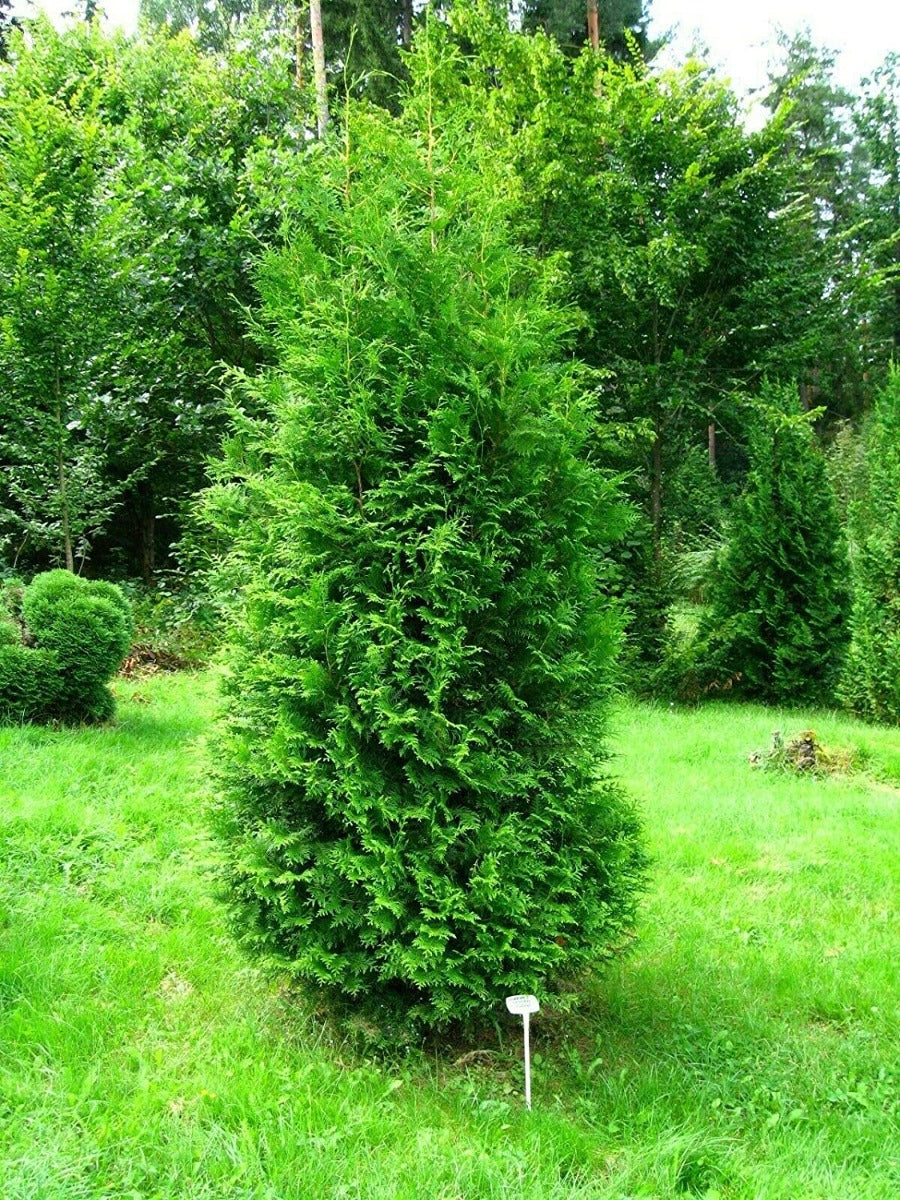 THUJA OCCIDENTALIS BRABANT VASO 19CM