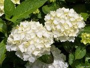 ORTENSIA HYDRANGEA MACROPHYLLA BIANCA VASO 14CM
