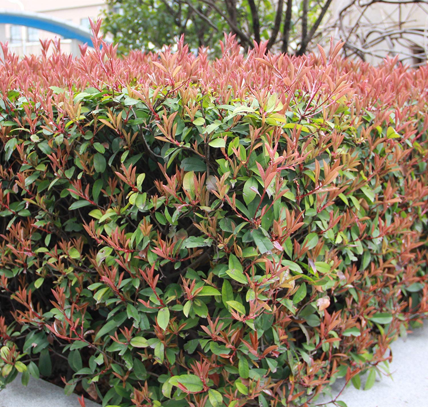 PHOTINIA DA SIEPE IN VASO 12CM