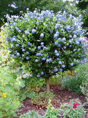 CEANOTHUS JULIA PHELPS VASO 17CM