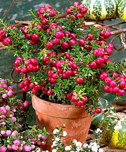 GAULTHERIA PERNETTYA ROSSA VASO 11CM
