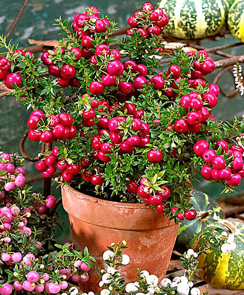 GAULTHERIA PERNETTYA ROSSA VASO 11CM