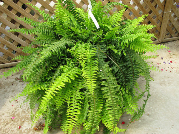 NEPHROLEPIS EX SONATA FELCE VASO 19CM