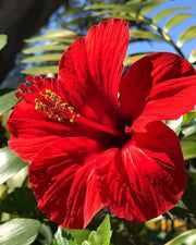 HIBISCUS IBISCO IN VASO 14CM ASSORTITO ROSSO ROSA O GIALLO